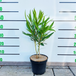 Oleander obyčajný (Nerium oleander) ´CLAUDIA ´ - výška 40-60 cm, kont. C3L (-10/-12°C)